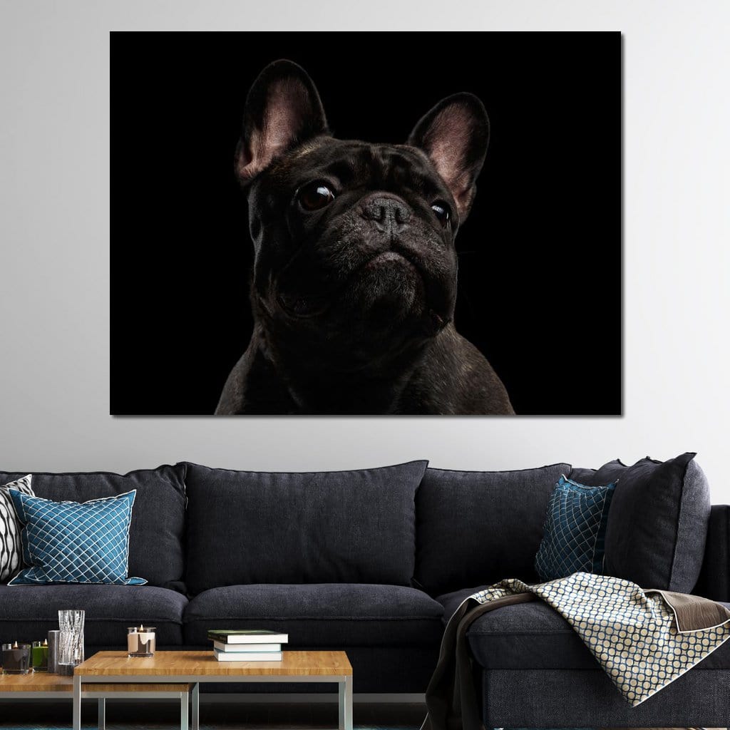 tablou canvas cu un bulldog francez negru cu o privire expresiva, redat realist pe fundal inchis